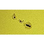 2011 09 25th Sunspot 1302