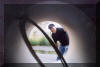 And here's the picture he got (that's Chuch Hards at the other end). 05 SEP 2001. McNeil photo